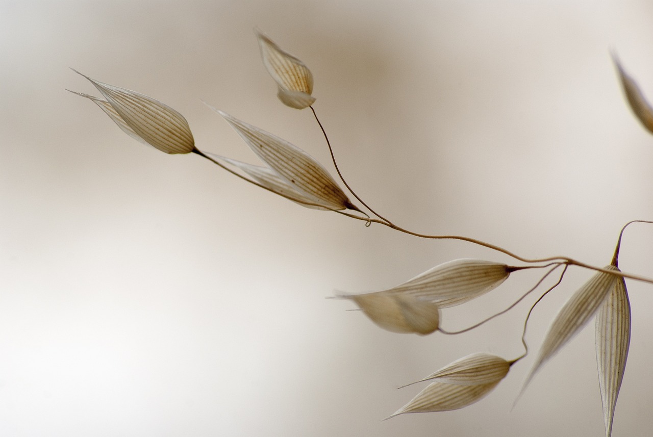 oats, light background, grass-947639.jpg