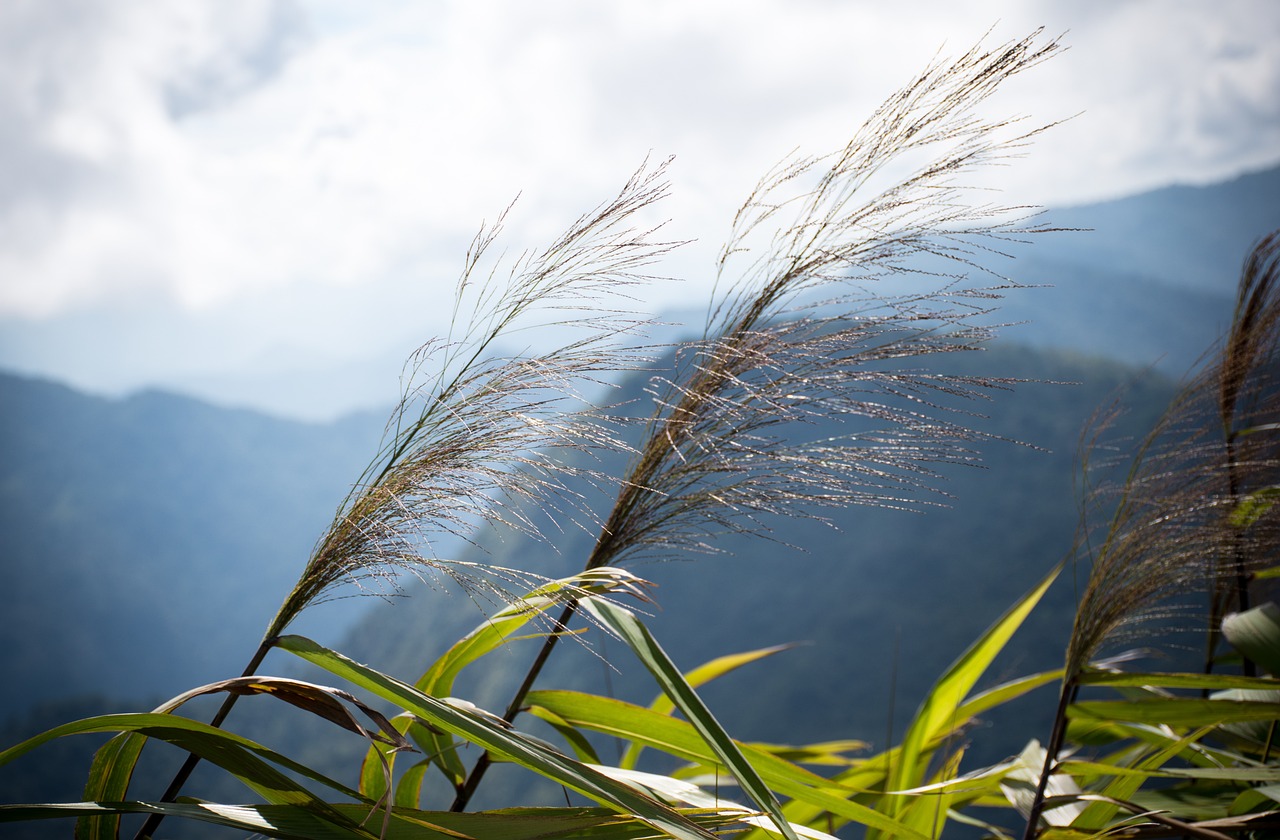 mountain, beauty, environment-2692580.jpg